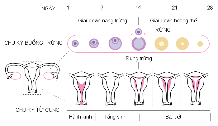 Cơ chế hình thành chu kỳ kinh nguyệt